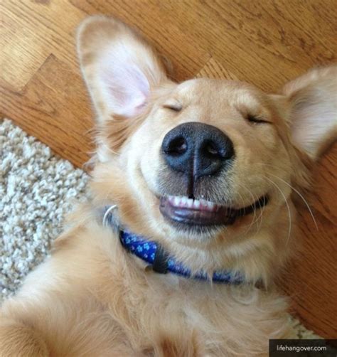 Photos Ten Dogs Showing Their Best Smiles Life With Dogs