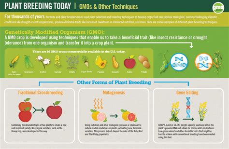 Crop Modification Genetically Modified Organisms And Our Food Supply