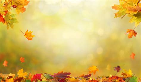 Autumn Maple Leaves Falling Leaves Natural Background Stock Photo