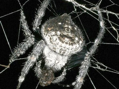 Scientists Discover Oral Sex In Spiders Science 2 0