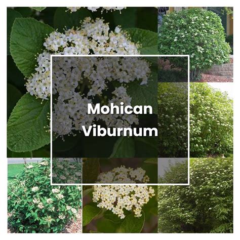 How To Grow Mohican Viburnum Plant Care And Tips Norwichgardener