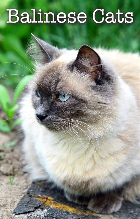 A Complete Guide To Balinese Cats The Long Haired