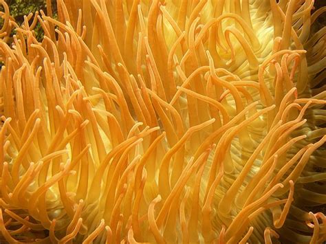 Sea Anemone Sea Plant Yellow Sea Anemone Sea Anemone