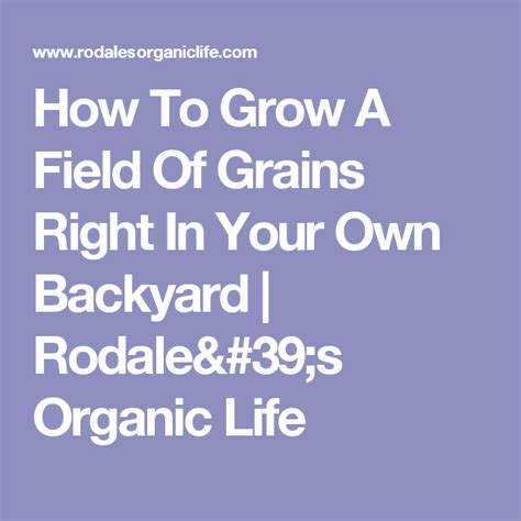 How To Grow A Field Of Grains Right In Your Own Backyard Organic