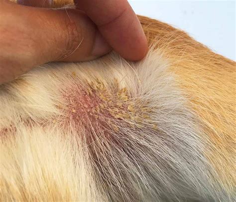 Scabs On Dogs Skin