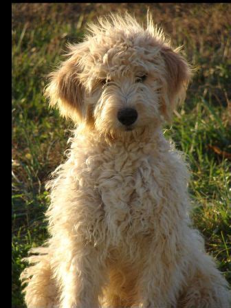 Common colors are white, cream, apricot, gold, and red. my dog has diarrhea: goldendoodle rescue illinois
