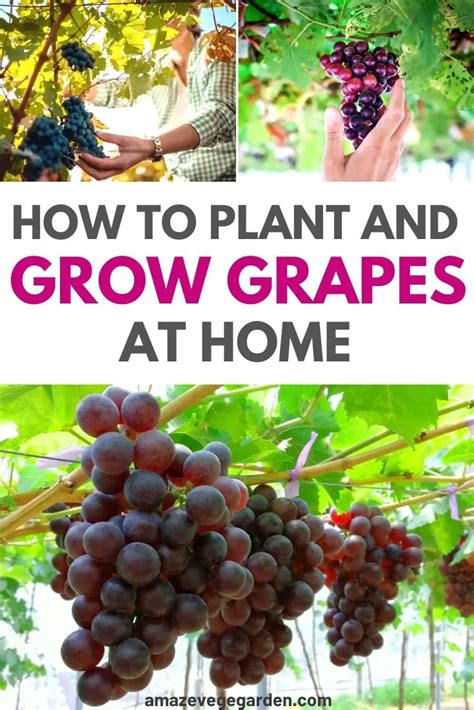 How To Plant And Grow Grapes In Home Garden Amaze Vege Garden