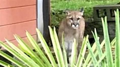 Neighbors Anxious After Multiple Cougar Sightings Reported Wsyx