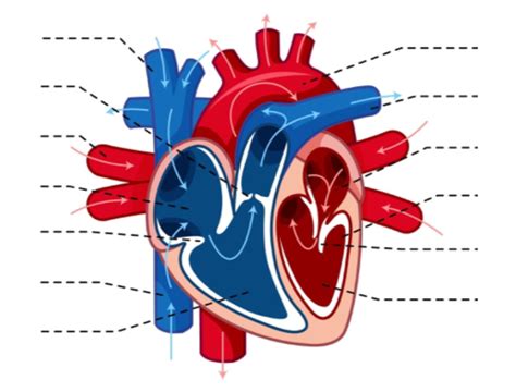 Heart Diagram Diagram Quizlet