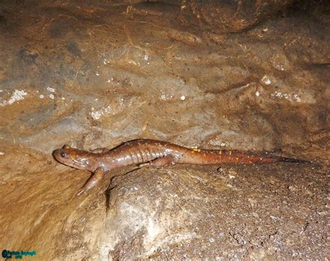 16 Different Types Of Salamanders Ultimate Salamanders Field Guide