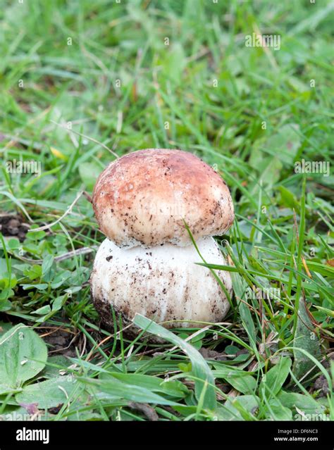 White Mushroom In Green Grass Stock Photo Alamy
