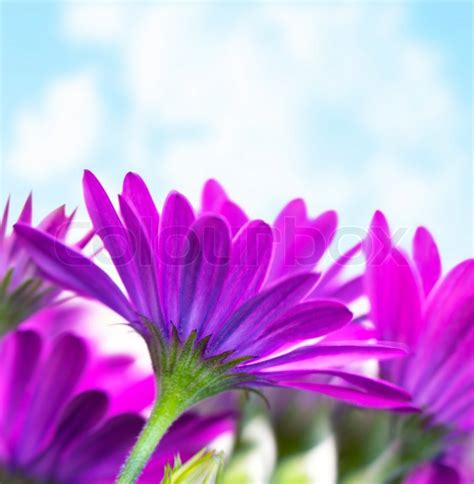 Photo Of Fresh Purple Flowers Over Blue Stock Photo