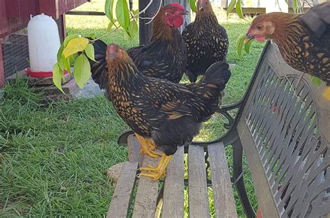 See more ideas about wyandotte, wyandotte chicken, chickens backyard. Black Laced Golden Wyandotte Baby Chicks For Sale | Cackle ...