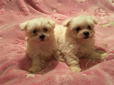 Bichon puppies | Petclassifieds.com