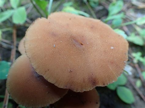 Brown Mushrooms The Backyard Arthropod Project