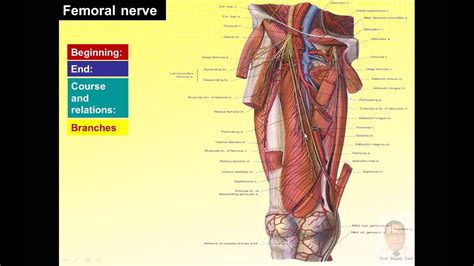 Subinguinal hiatus and ingiunal canal. Magdy Said anatomy series,lower limb,front of thigh ...
