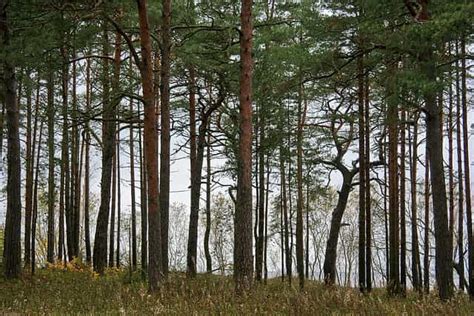 Définition Forêt Tempérée Sempervirente Forêt Tempérée De Conifères