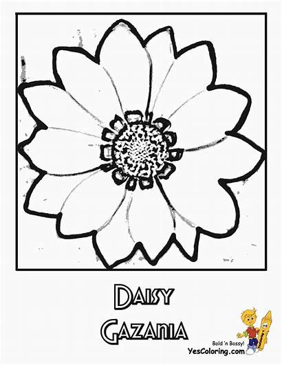 Flower Daisy Coloring Pages Flowers Colour Daisies