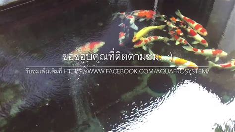 The wet side overflow box is among the slimmest on the market, but what really sets open box but still unused? Koi pond overflow by aqua pro system +66-875773836 - YouTube