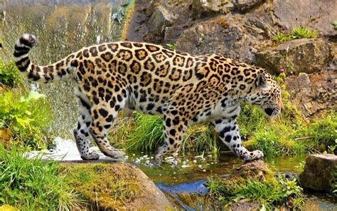 Beautiful Wild Jaguar Hd Desktop Wallpaper Widescreen High