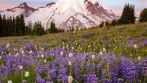 18 Wildflower Hikes Near Seattle To Explore Curbed Seattle