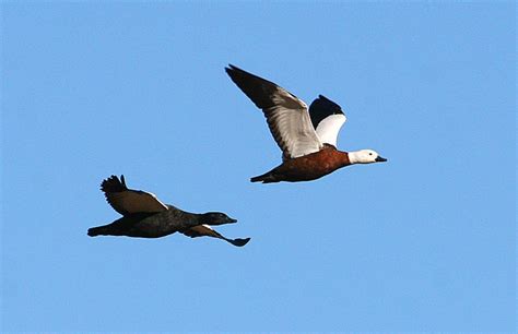 Paradise Shelduck Pūtangitangi New Zealand Birds Online