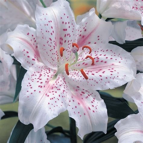 Oriental Lily Muscadet Nature Pinterest Oriental Lily Oriental