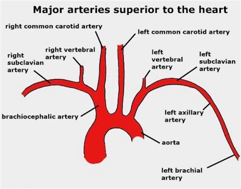 Left Axillary Artery