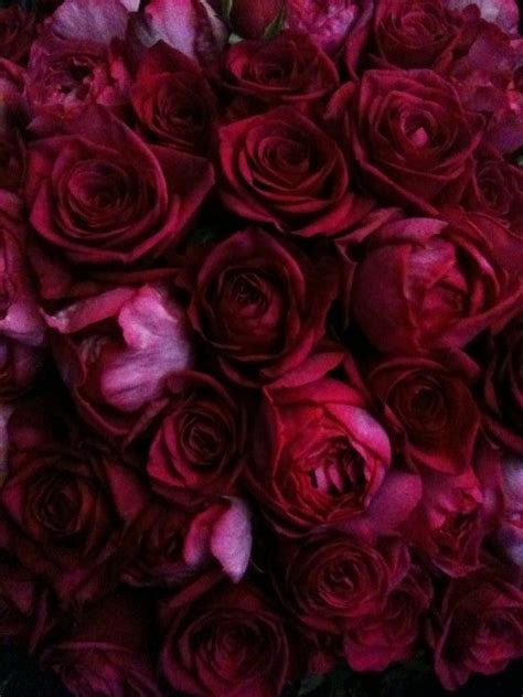 Burgundy Wine Deep Red Roses Blooms Pinterest