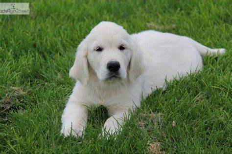 We did not find results for: Golden Retriever Puppies Dayton Ohio | PETSIDI