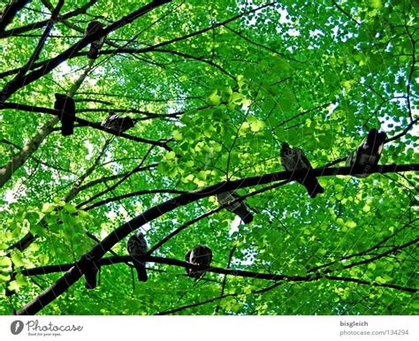 Birds In The Tree Ii A Royalty Free Stock Photo From Photocase