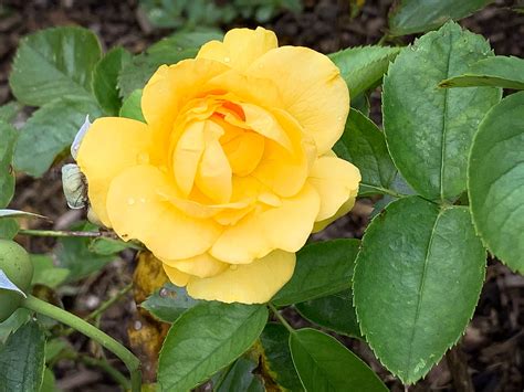 10 Best Shrubs With Yellow Flowers