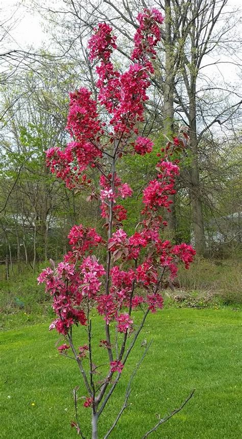 Crab Apple Tree Planted In The Spring Of 2015 It Survived And Is