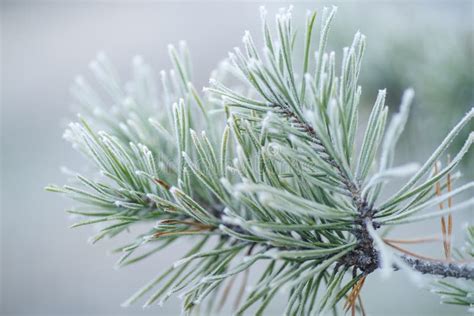 9376 Pine Branches Snow Pine Trees Covered Frost Stock Photos Free