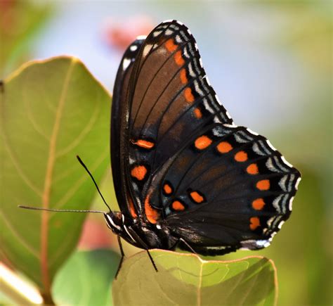 Red-Spotted Purple Butterfly - Birds and Blooms
