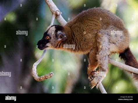 Mammal Lemur Primates Madagascar Mayotte Maki Lemurs Strepsirrhini