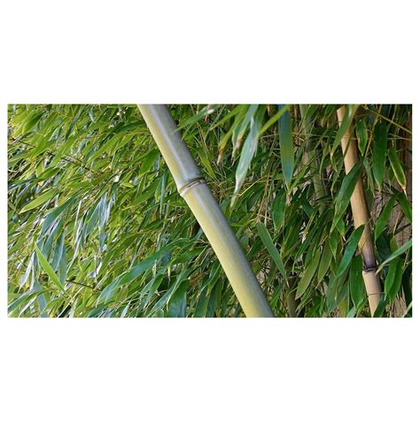 Giant Timber Bamboo Live Plant Bambusa Oldhamii Beautiful Non