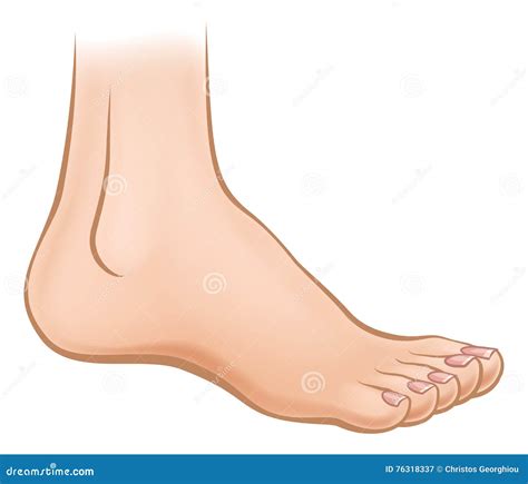 Cartoon Foot Stock Vector Illustration Of Toes Ankle 76318337