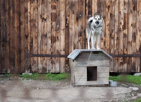 How To Choose The Best Dog House For German Shepherd Ebknows