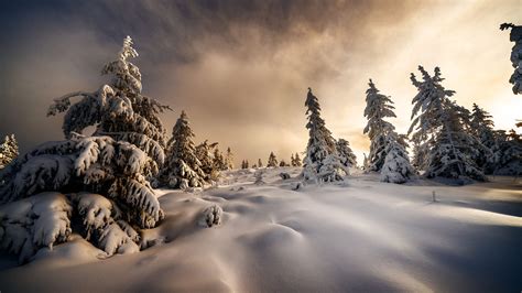 Landscape Nature Snow Covered Trees With Snow Field Hd Winter