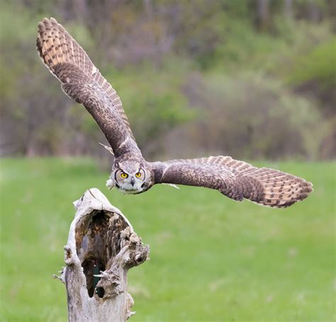 Great Horned Owl Photobycraigs Blog