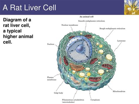 The liver has structural characteristics that are not found in any other internal hepatic lobules are made from liver cells called hepatocytes. PPT - Bioenergetics and Metabolism PowerPoint Presentation ...