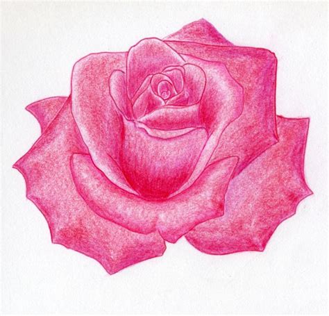 Top 96 Pictures How To Draw A Rose With Pencil Completed