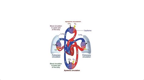 Systemic Circulation Youtube