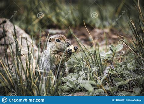 Cute Funny Gophers Are Eatingkamchatka Peninsularussia Stock Image