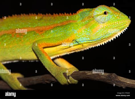 wild  extremely colourful chameleon  uganda africa species stock photo  alamy
