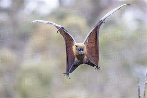 Grey Headed Flying Fox Pteropus Poliocephalus Spotting And Flaring