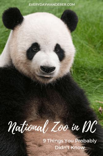 9 Fun Facts About The Smithsonians National Zoo Washington Dc Travel