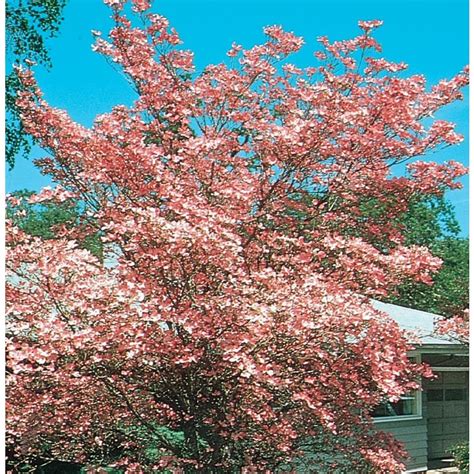 Find out all about the beautiful dogwood trees and the breathtaking flowers they produce. 5.5-Gallon Pink Cherokee Brave Dogwood Flowering Tree in ...