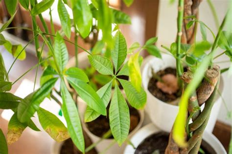 Maybe you would like to learn more about one of these? Why Does My Money Tree Have Yellow Leaves? (Pachira aquatica) - Smart Garden Guide